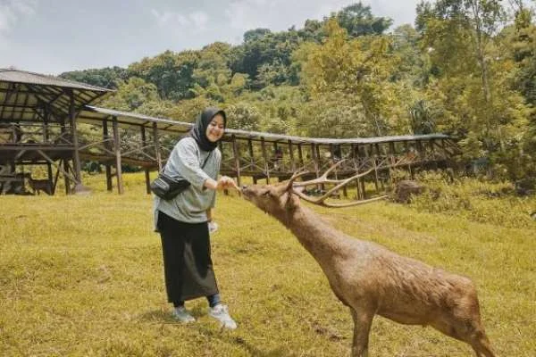 Du lịch ở Pangalengan Kertamanah Deer